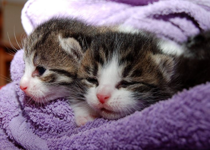 kittens cute